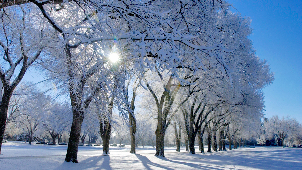Snow and ice cover dark branches of huge elm trees while the sun shines on a blue-sky day