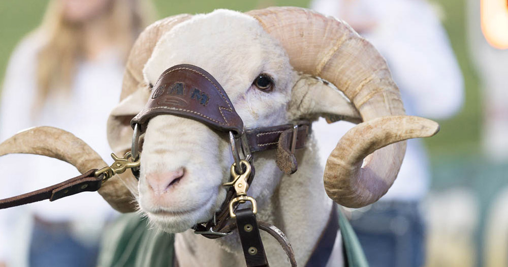 Blog Header: Cam the Ram