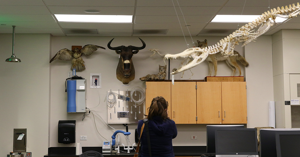 A Colorado State zoology student gazes at the wild wildebeast, American coyote, and large owl displayed in the mammalogy lab.
