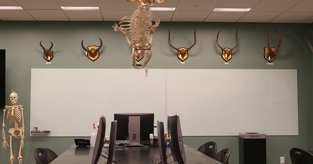 the view of the front of the mammalogy lab room includes a wall of whiteboards, antlers, skeletons, and computer technology