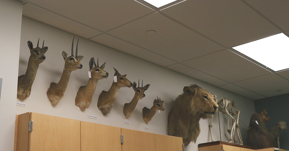 African animals, like this lion, are a part of the display in the Colorado State mammalogy lab.