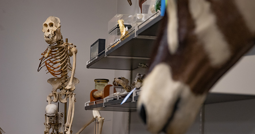 A standing orangutan skeleton stands in the corner of the Colorado State mammalogy lab, showing just how closely related humans and animals really are.