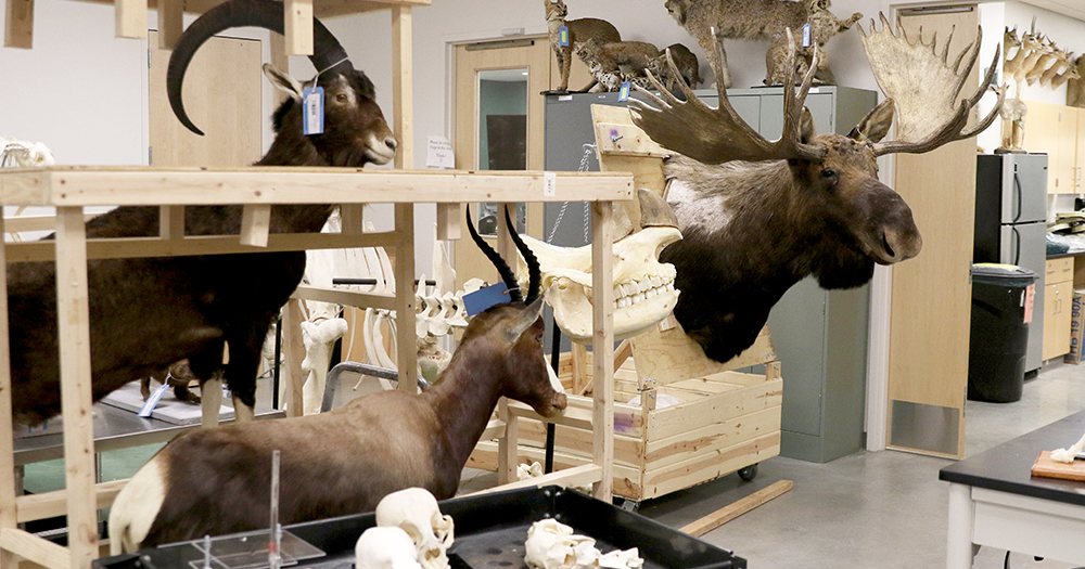 Behind the mammalogy lab at Colorado State, you'll find a massive room where students and researchers work with hundreds of kinds of animals, birds, amphibians, and more. In this shot, you'll see a giant moose, a mountain goat, skulls, an African antelope, and more.