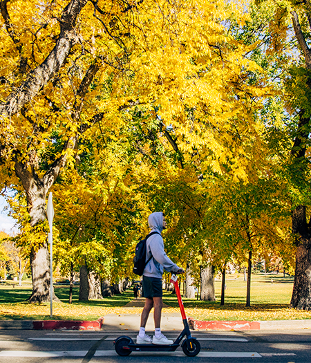 A student rides a rented Spin E-scooter past a row of bright yellow trees on the oval at Colorado State.