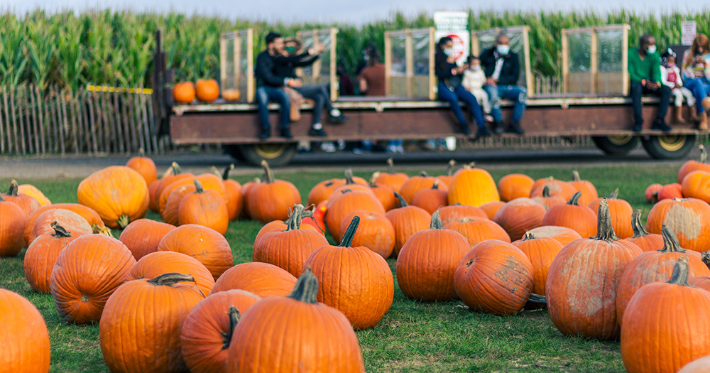 pumpkin patch with hayride in background