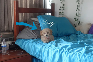 A tiny dog in a dorm room