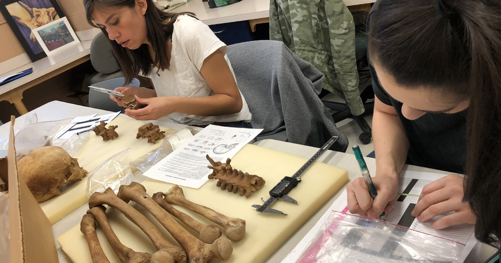 forensic students analyze human bones