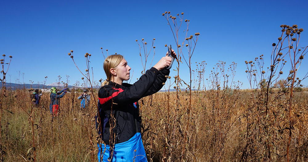 A student trims the top of a tall plant in a large open field