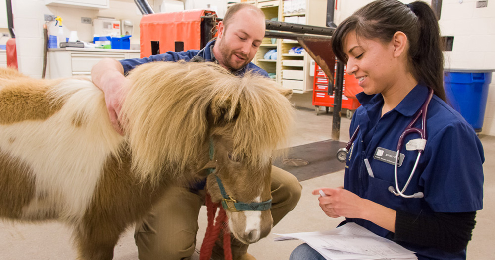 vet students work with a mini horse in the teaching hospital