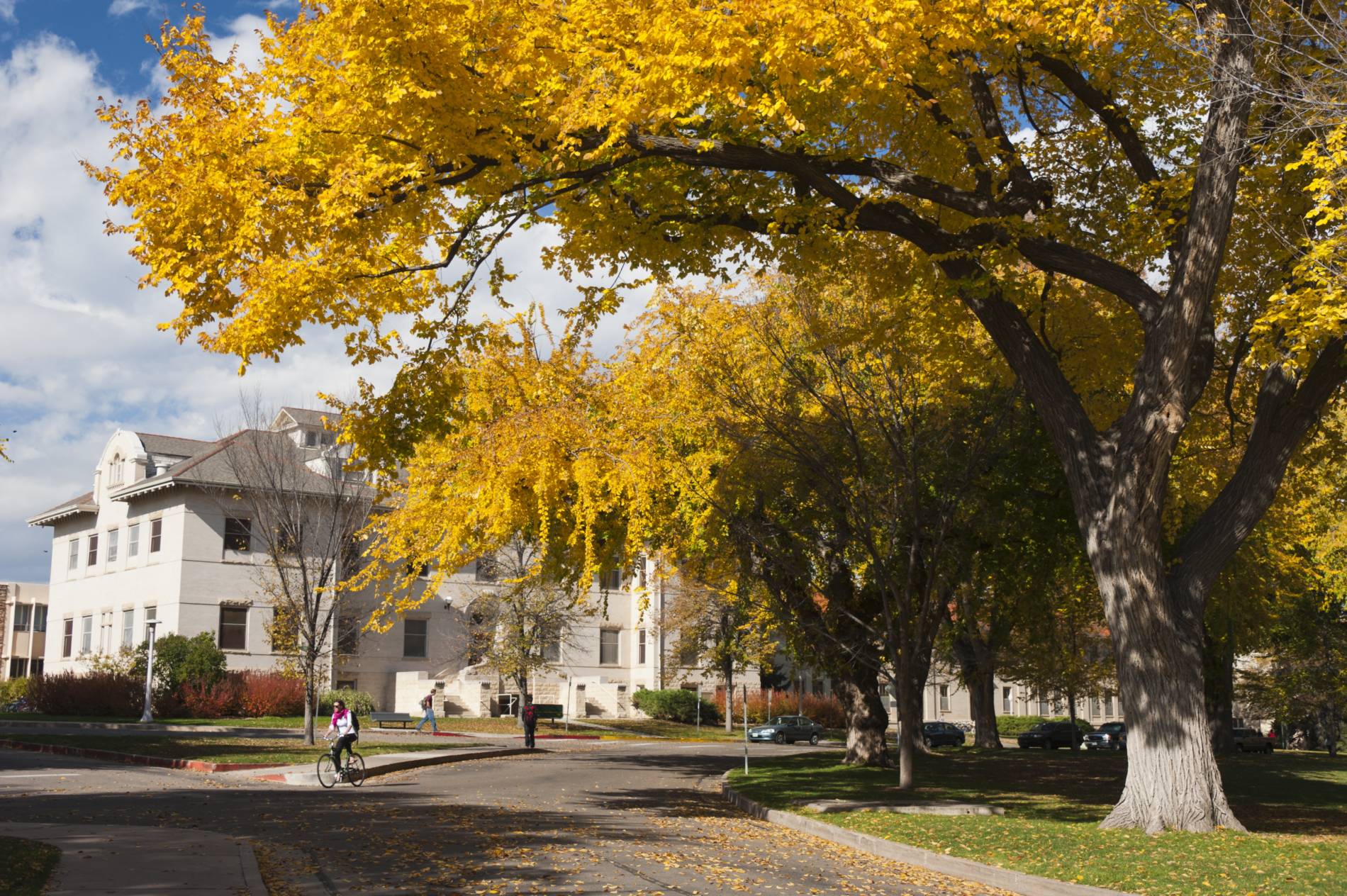 A cyclist pedals under the bright yellow changing leaves of fall near the Oval at Colorado State