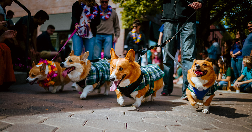 Four corgis parade through the sun on leash in Old Town Fort Collins.