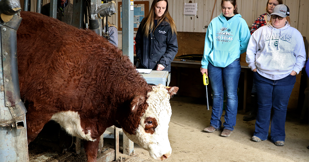 Students work with cows in CSU's ARDEC facility