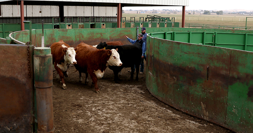 Students guide cows through the Temple Grandin curved cow chute system