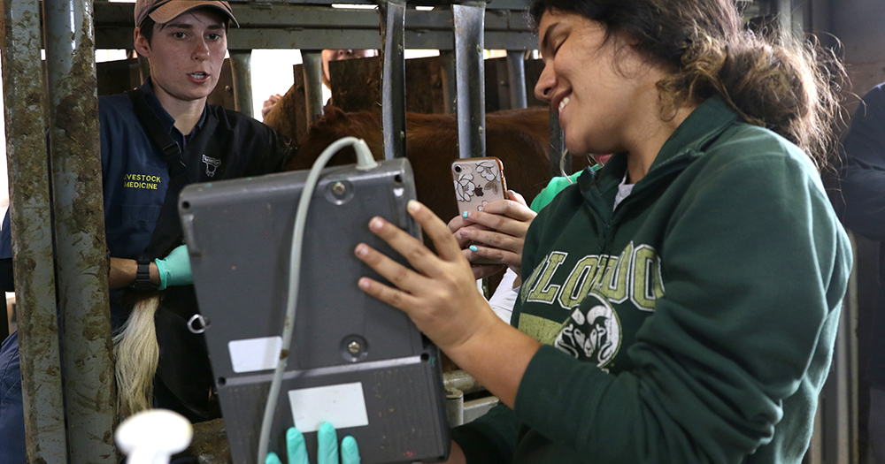 A student views a live sonogram of a cow at the ARDEC reproductive building