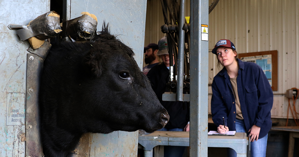 A student observes a cow in a chute