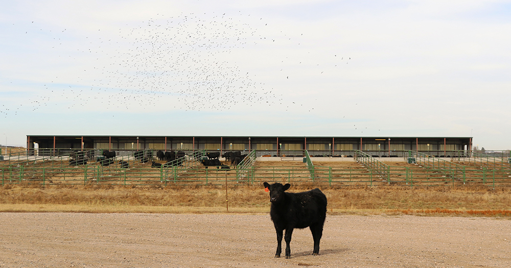 A baby cow stands outside the ARDEC cow pens