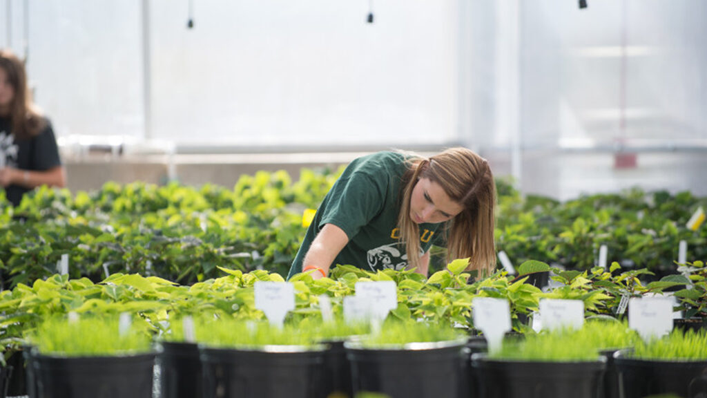 A student works in the greenhouse with plants