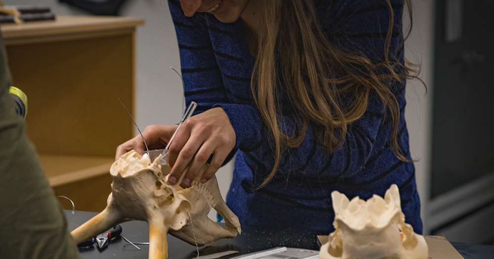 A student works with a delicate animal skull in a biology lab.